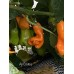 Aji Erotica Pepper Seeds 
