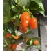 Helios F1 Pepper Seeds Helios F1 Pepper Seeds