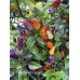 Firecracker Pequin Pepper Seeds 