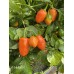 Helios F1 Pepper Seeds Helios F1 Pepper Seeds