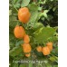 Rogers Giant Orange Habanero Pepper Seeds