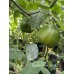 Rocoto Giant Yellow Pepper Seeds 