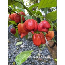 Red Savana X Fatalii Pepper Seeds 