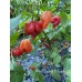 Red Savana X Fatalii Pepper Seeds 