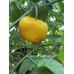 Rocoto Giant Yellow Pepper Seeds 