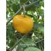 Rocoto Giant Yellow Pepper Seeds 