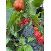 Red Savana X Fatalii Pepper Seeds 