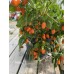Helios F1 Pepper Seeds Helios F1 Pepper Seeds