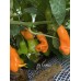 Aji Erotica Pepper Seeds 