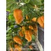 APS Ghost x Trinidad Congo Orange Pepper Seeds 