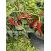 Numex Cayenne Las Cruces Pepper Seeds 