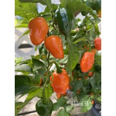 Helios F1 Pepper Seeds