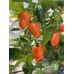 Helios F1 Pepper Seeds Helios F1 Pepper Seeds