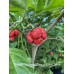 Trinidad Scorpion Moruga Satan Strain Pepper Seeds 