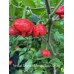 Trinidad Scorpion Moruga Satan Strain Pepper Seeds 