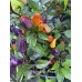 Firecracker Pequin Pepper Seeds 