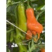 Aji Erotica Pepper Seeds 