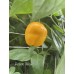 Yellow Rocoto Yellow Rocoto