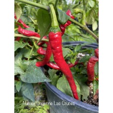 Numex Cayenne Las Cruces Pepper Seeds Numex Cayenne Las Cruces Pepper Seeds