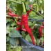 Numex Cayenne Las Cruces Pepper Seeds 
