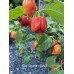 Red Savana X Fatalii Pepper Seeds 