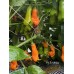 Aji Erotica Pepper Seeds 