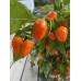 Helios F1 Pepper Seeds Helios F1 Pepper Seeds
