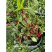 Numex Cayenne Las Cruces Pepper Seeds 