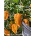 APS Ghost x Trinidad Congo Orange Pepper Seeds 