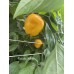 Yellow Rocoto Yellow Rocoto