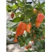 Helios F1 Pepper Seeds Helios F1 Pepper Seeds