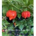 Trinidad Scorpion Moruga Satan Strain Pepper Seeds 