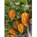 APS Ghost x Trinidad Congo Orange Pepper Seeds 