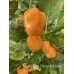 Rogers Giant Orange Habanero Pepper Seeds