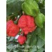 Carolina Reaper Red x Trinidad Scorpion Moruga Red Pepper Seeds Carolina Reaper Red x Trinidad Scorpion Moruga Red Pepper Seeds