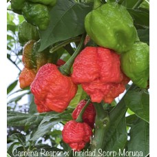 Carolina Reaper Red x Trinidad Scorpion Moruga Red Pepper Seeds Carolina Reaper Red x Trinidad Scorpion Moruga Red Pepper Seeds