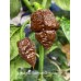 Apocalypse Scorpion Chocolate Pepper Seeds Apocalypse Scorpion Chocolate Pepper Seeds