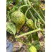 Mustard Naga Pepper Seeds 