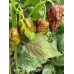 Apocalypse Scorpion Chocolate Pepper Seeds Apocalypse Scorpion Chocolate Pepper Seeds