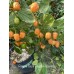 Rogers Giant Peach Habanero Pepper Seeds 
