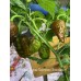Apocalypse Scorpion Chocolate Pepper Seeds Apocalypse Scorpion Chocolate Pepper Seeds