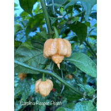 Carolina Reaper Peach Pepper Seeds 