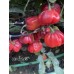 CGN 21566 Pepper Seeds 
