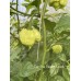 Carolina Reaper Peach Pepper Seeds 