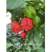 Carolina Reaper Red x Trinidad Scorpion Moruga Red Pepper Seeds Carolina Reaper Red x Trinidad Scorpion Moruga Red Pepper Seeds