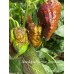 Apocalypse Scorpion Chocolate Pepper Seeds Apocalypse Scorpion Chocolate Pepper Seeds