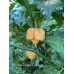 Carolina Reaper Peach Pepper Seeds 