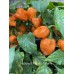 Habanero Naranjo Picante Pepper Seeds 