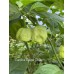 Carolina Reaper Peach Pepper Seeds 