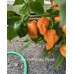 Habanero Naranjo Picante Pepper Seeds 